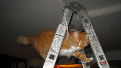 4 things to know about pet insurance coverage
