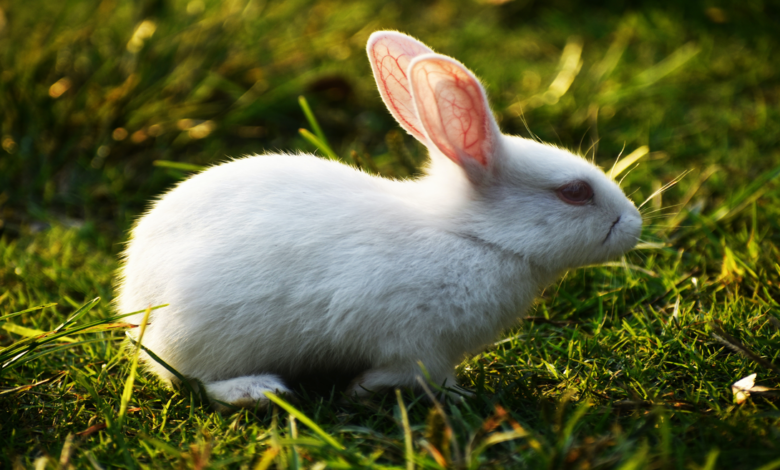 Find out how many years a rabbit can live