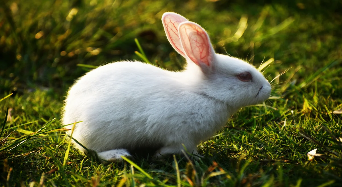 Find out how many years a rabbit can live