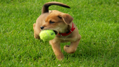 Playful Pets – 7 breeds that can’t miss the fun