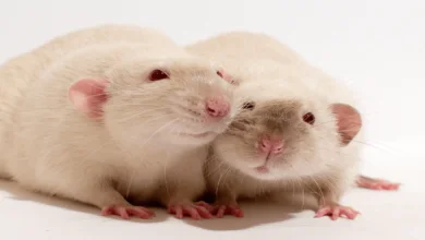 How long do rats live as pets? Find out now!