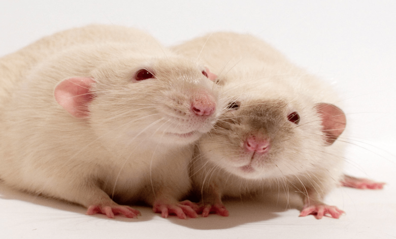 How long do rats live as pets? Find out now!