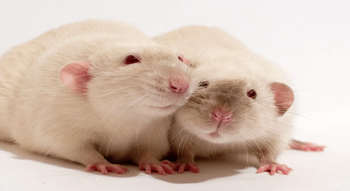 How long do rats live as pets? Find out now!