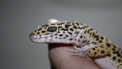 Learn how to properly care for the reptile leopard lizard!