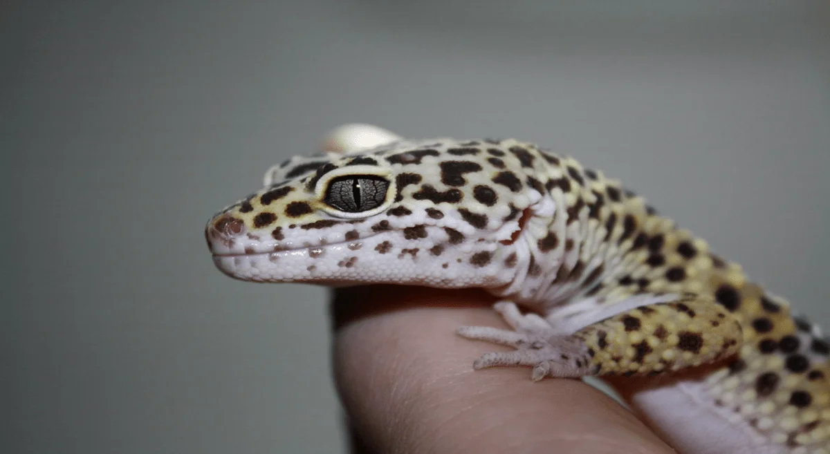 Learn how to properly care for the reptile leopard lizard!