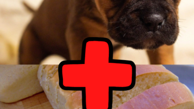 Can dogs eat Hawaiian bread Everything you need to know
