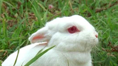 How long can rabbits live as pets (1)