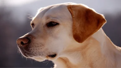 What are the best pets for children?