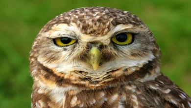 The incredible silent flight of the owls