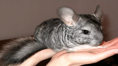 Chinchilla: 7 essential steps to ensure their well-being
