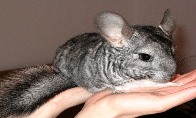 Chinchilla: 7 essential steps to ensure their well-being