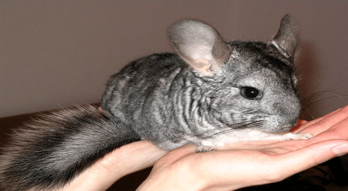 Chinchilla: 7 essential steps to ensure their well-being