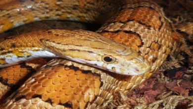 Corn snake: meet the 'friendly' snake that has no venom