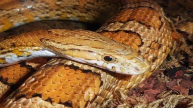 Corn snake: meet the 'friendly' snake that has no venom