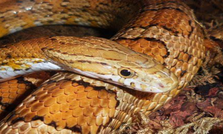 Corn snake: meet the 'friendly' snake that has no venom