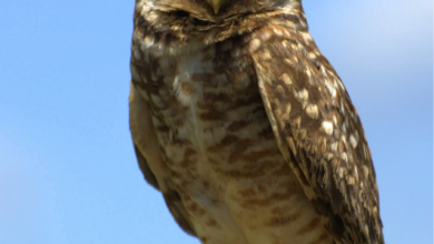 The incredible silent flight of owls