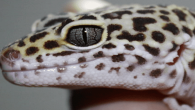 Learn how to properly care for the reptile leopard lizard!