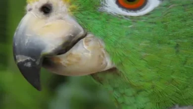 Can Birds Eat Twizzlers? Here's what we found out