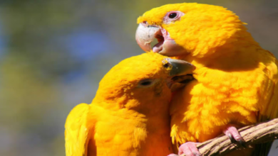 Can birds eat soup or leftovers?