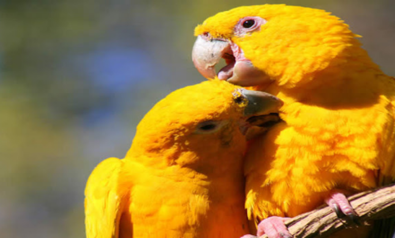 Can birds eat soup or leftovers?