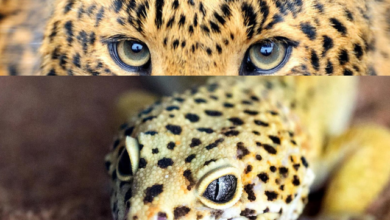 know the 5 domestic reptiles to have as a pet (1)