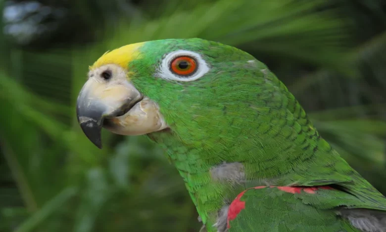 Can Birds Eat Twizzlers? Here's what we found out