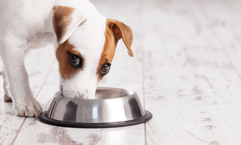 Can dogs eat chicken pot pie?find out everything now!