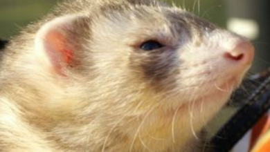 Can I keep a ferret as a pet? Find out now!