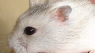 Easy Care Pets: Check Here