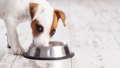 Can dogs eat Haskap Berry?
