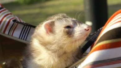 Can I keep a ferret as a pet? Find out now!