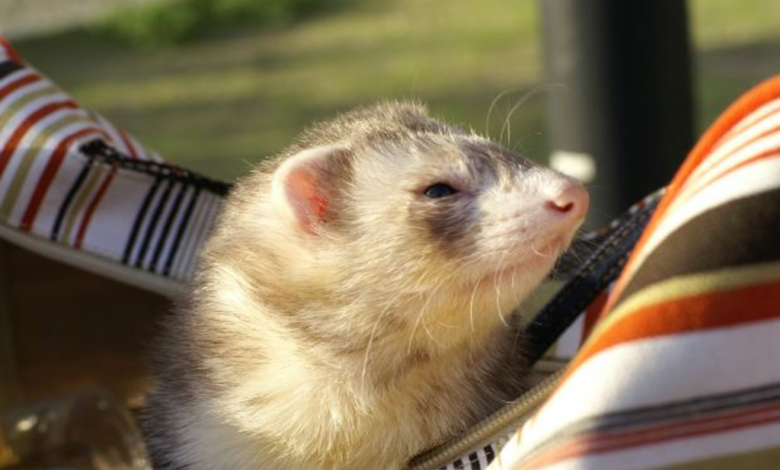 Can I keep a ferret as a pet? Find out now!