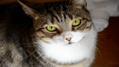 Can cats eat dragon fruit? Find out now!