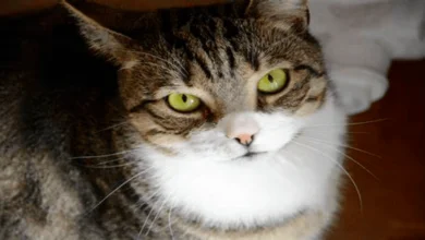 Can cats eat dragon fruit? Find out now!