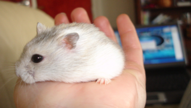 Easy Care Pets: Check Here