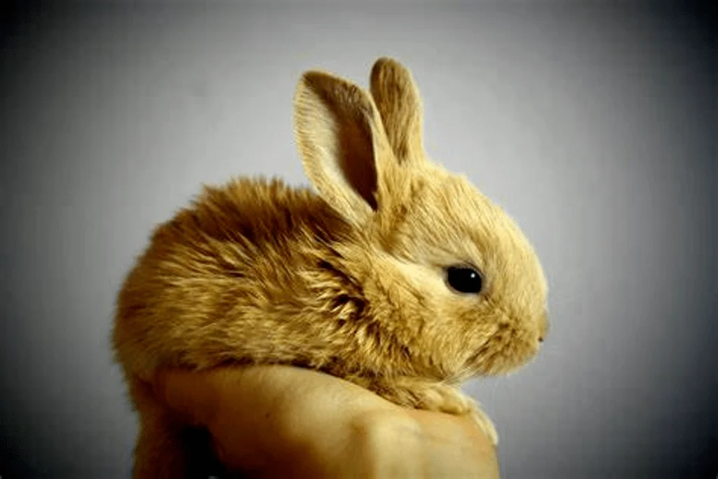 How long does a rabbit live as a pet?