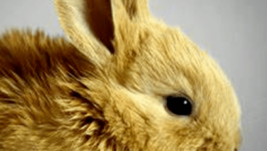 How long does a rabbit live as a pet?