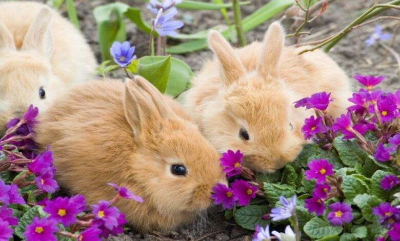 Can mini rabbits eat broccoli? Learn more about their diet