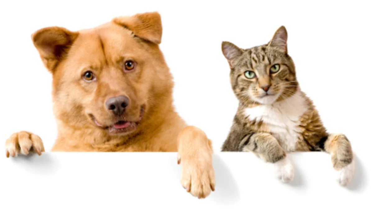 Why do dogs stink and cats don't? Find out now!
