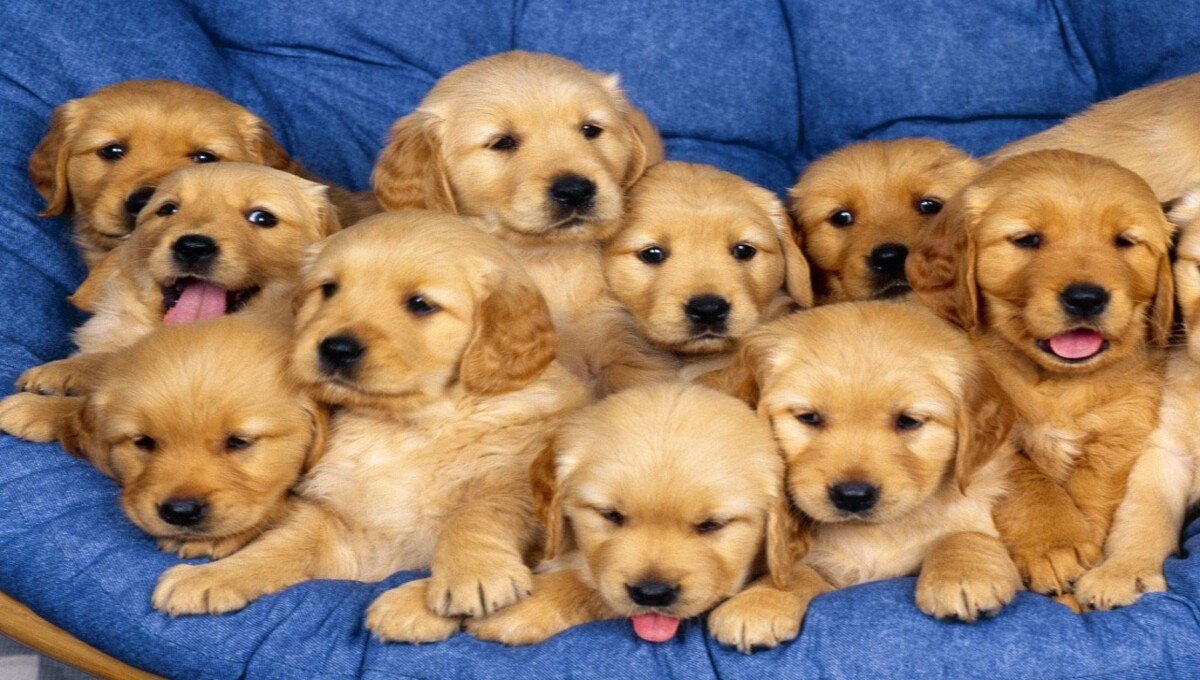 Can you hold a puppy in your lap?