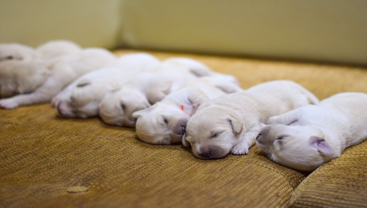 Can you hold a puppy in your lap?
