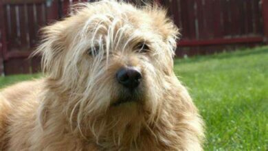 Dog breeds that should not have their coats clipped