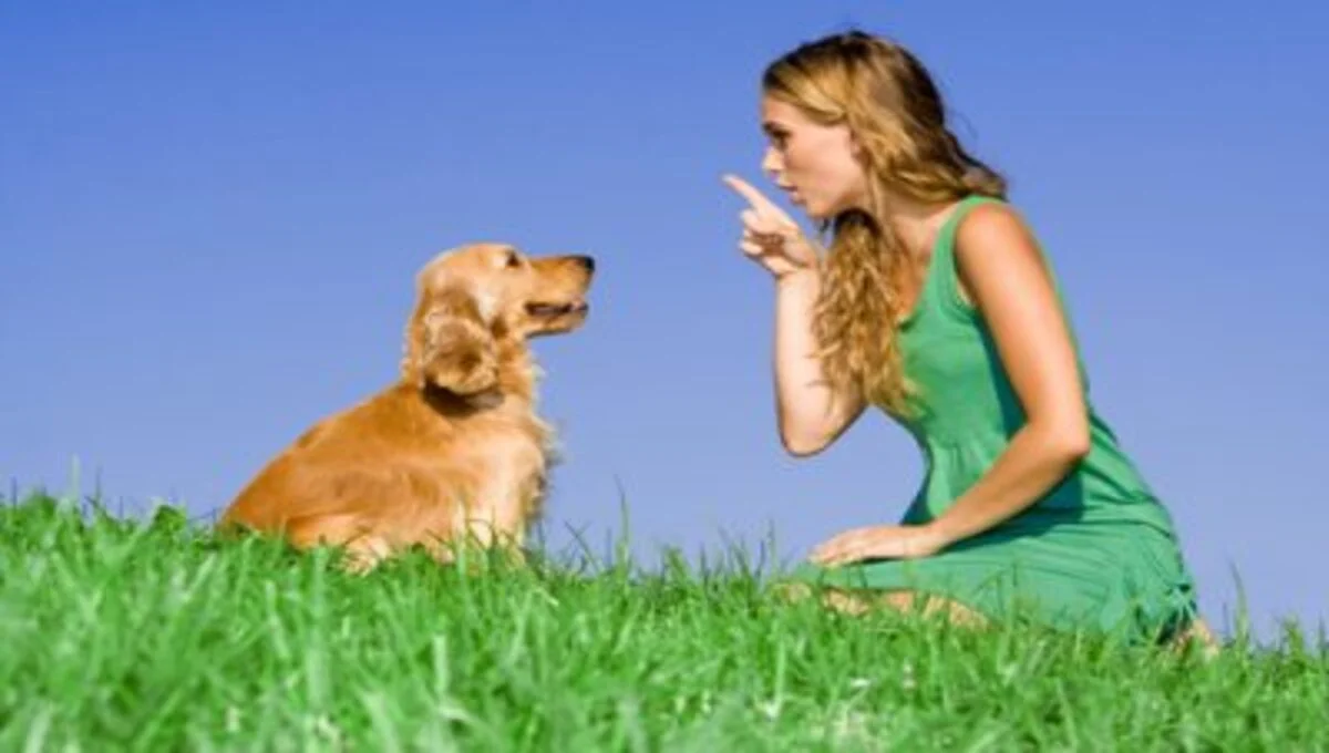 How can you show love to a dog?