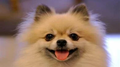 How can you show love to a dog?