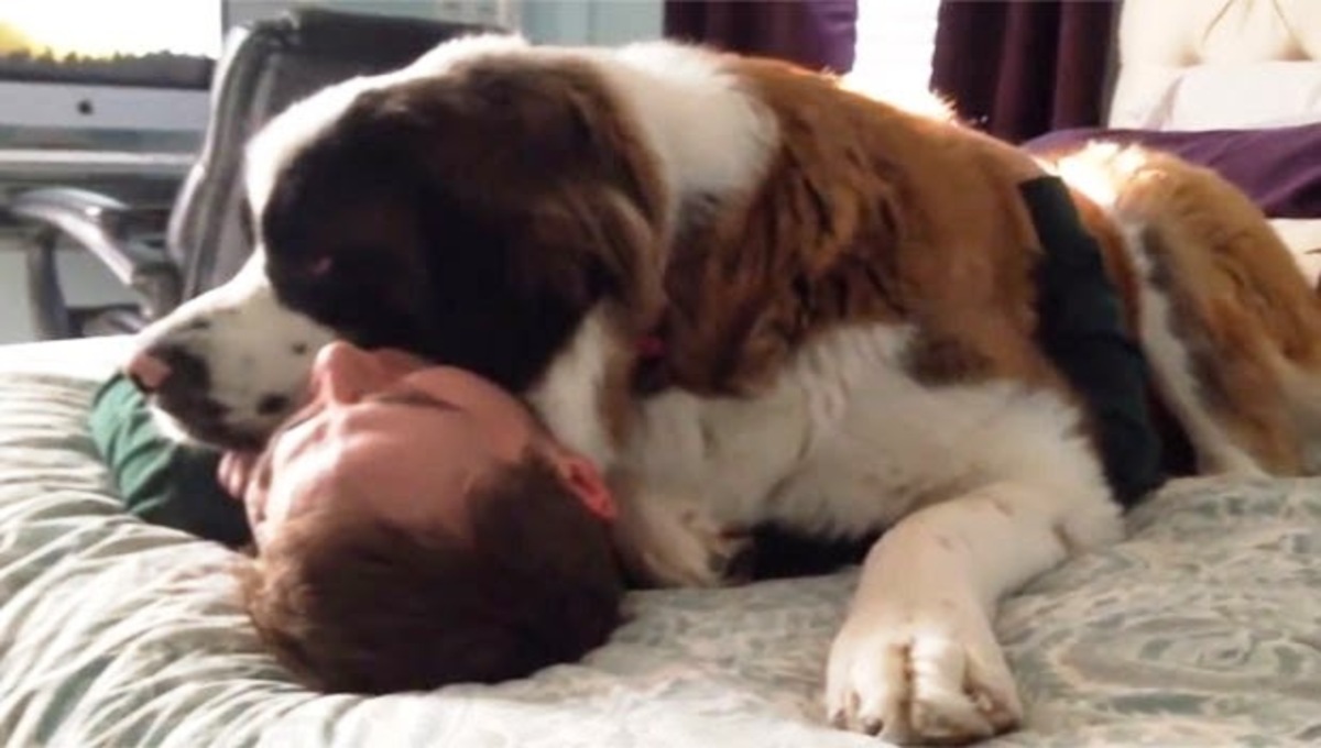 How do you gain a dog's trust?