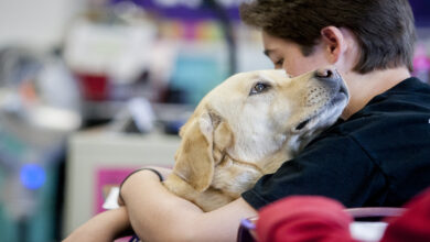 How do you gain a dog's trust?