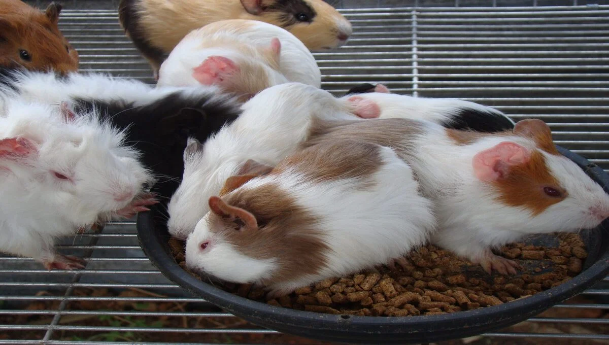 How do you know if your guinea pig is happy?
