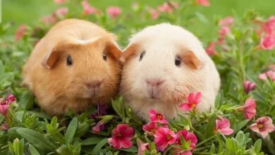 How do you know if your guinea pig is happy?