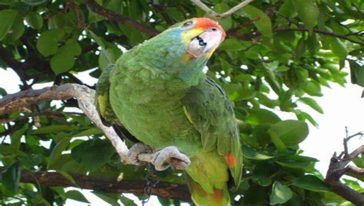 How many years can a parrot live?