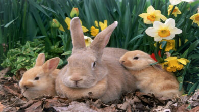 What are the best toys to give your rabbit